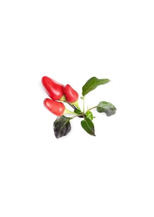Wkład nasienny Lingot (papryka chili) Veritable