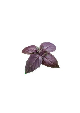 Wkład nasienny Lingot (bazylia purpurowa) Veritable