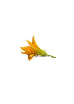 Wkład nasienny Lingot (kwiaty cukinii) Veritable